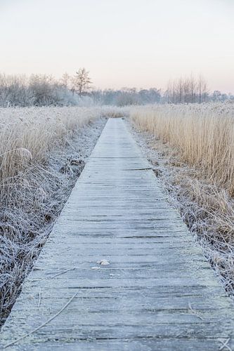 Boardwalk in Friesland in winter atmosphere
