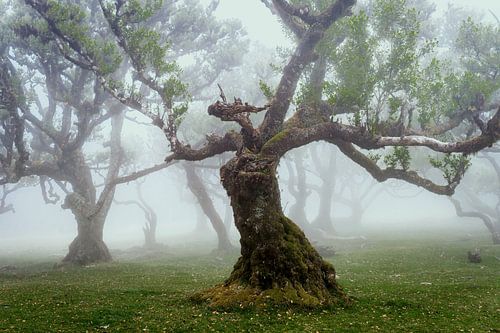 Mage arboricole (couleur)