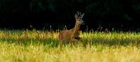 Ree op de Hilversumse heide