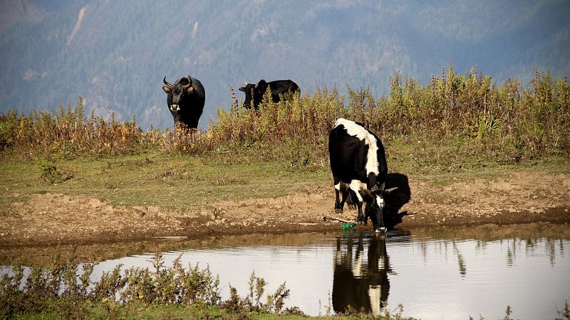Yak Nepal von Simone Haaring