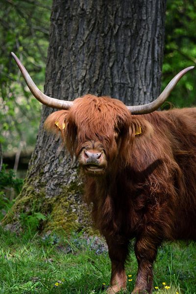 Een schotse hooglander in de zon van Gerard de Zwaan