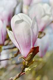 Magnolia by Violetta Honkisz