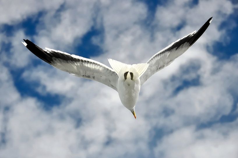 Christchurch: the poetry of a seagull in flight by Frank Photos