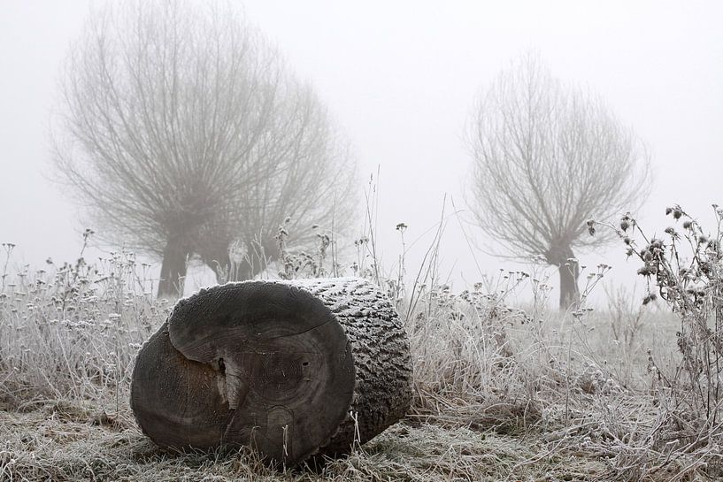 pollarded willows in frost and fog by Karina Gebert