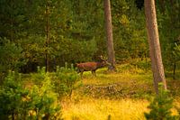 Cerf élaphe dans la forêt