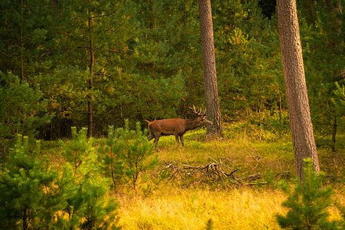 Edelhert in het bos