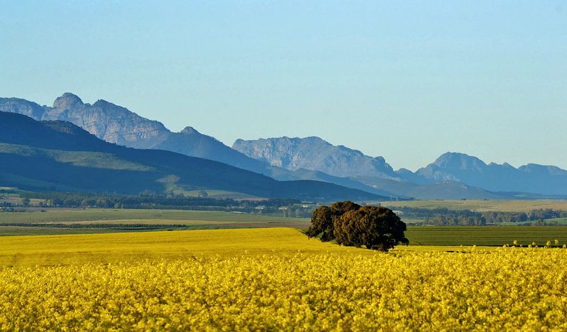 Rapsfelder und Berge von Werner Lehmann