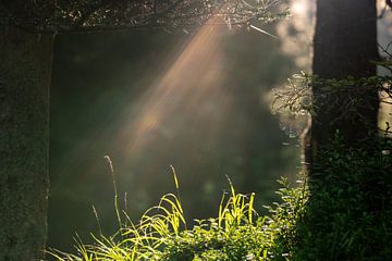 Morgensonne und Nebel im Wald von chamois huntress