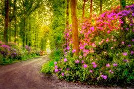 Allee der Rhododendren von Bram de Jong