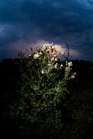 Distel tegen zonsondergang
