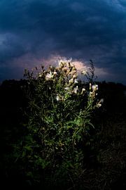 Thistle against sunset
