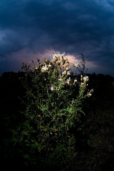 Distel tegen zonsondergang van Marcel Admiraal
