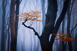 Bouquet forestier sur Tvurk Photography