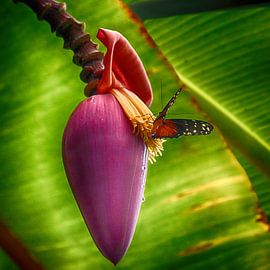 Vlinder-Kleur, Vrijheid en Liefde