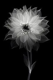 Florale Transparenz von Skyfall