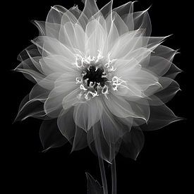 Floral transparency by Skyfall