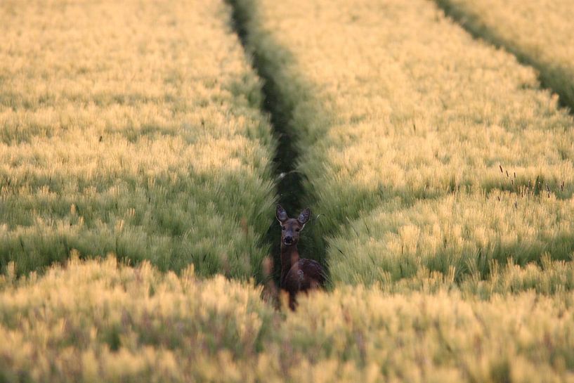 Ree in the field by Ewout Coppens