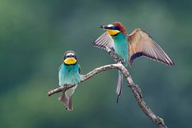 Mangeur d'abeilles (Merops apiaster)