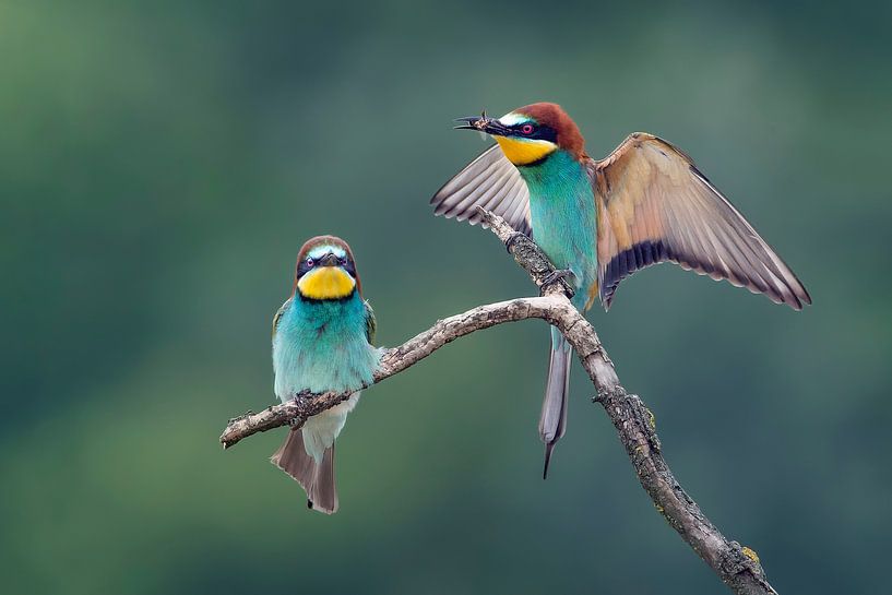 Bee-eater (Merops apiaster) by Gert Hilbink