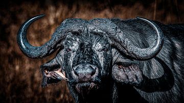 The buffalo's gaze, eye to eye by Arjan Warmerdam