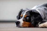 Australische herder of Australian shepherd  is een prachtige hond.