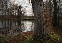 Pond in the forest