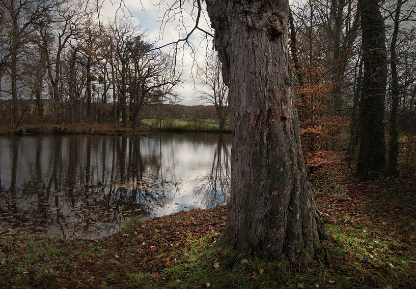 Vijver in het bos van Dieter Beselt