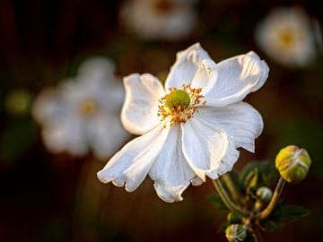 White anemone by Rob Boon