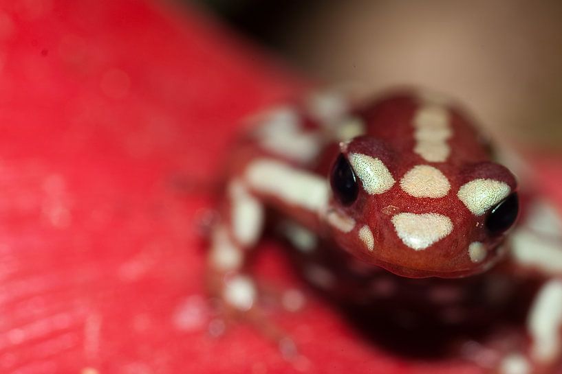 Macro foto van een pijlgifkikker  van dominic kanters