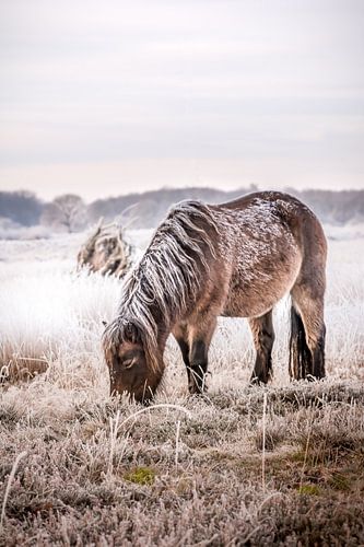 Schneebedecktes Exmoor-Pony in Winterlandschaft