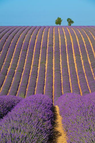 Lavender blossoming in the Provence during a summer day
