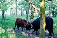 Schotse Hooglanders stierenvechten van Truckpowerr thumbnail