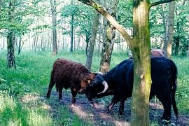 Highland bullfighting