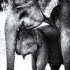 Olifant moeder en baby zwart-wit van Carina Buchspies