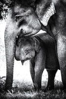 Elephant mom and baby black and white