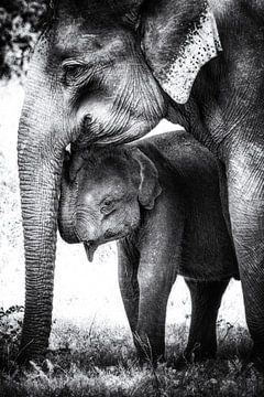 Maman et bébé éléphant noir et blanc sur Carina Buchspies