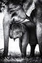 Elefanten Mama und Baby schwarzweiß von Carina Buchspies Miniaturansicht