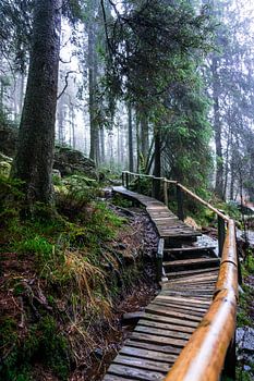 Vallée de la Hoëgne, Belgian Ardennes (1)