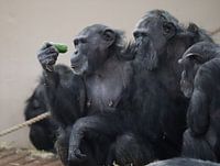 Chimpansees