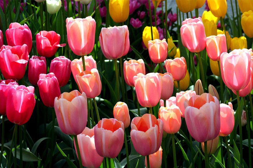 Bloemen 11 van FABIAN Art Gallery