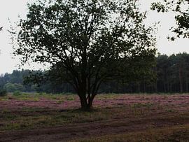 Boom Hilversumse heide van Maaike