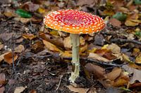 "Fairytale Forest Awakens: The Magic of the Fly Agaric in the Veluwe"