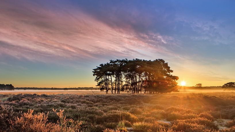 Sunrise with dramatic clouds on a heathland with trees by Tony Vingerhoets