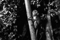 Monkey Business I by Jesse Kraal thumbnail