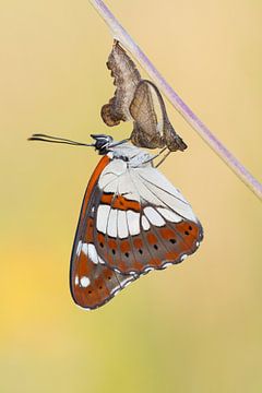 Southern White Admiral (Limenitis reducta) resting on its chrysalis by Nature in Stock