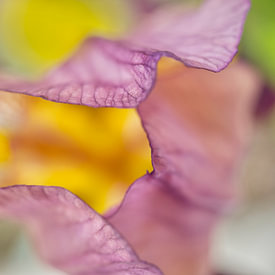 Iris Holzer Richardson profielfoto