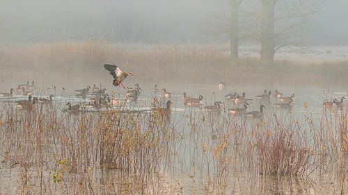 Vögel an einem nebligen Morgen