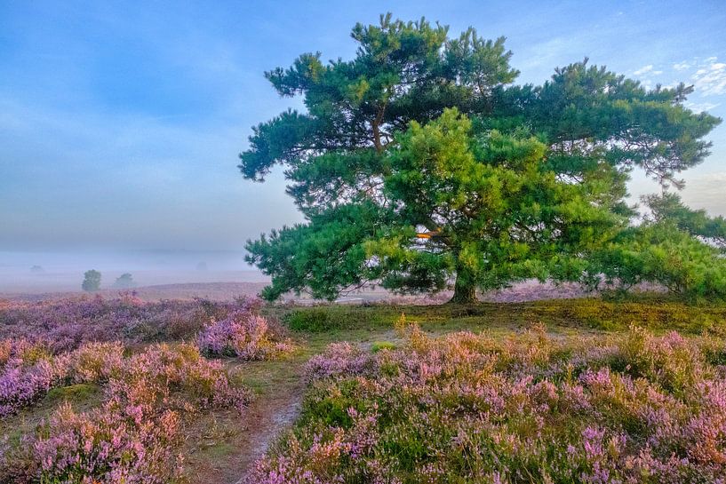 Blooming Heather plants in Heathland landscape during sunrise by Sjoerd van der Wal Photography