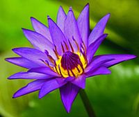 flower power