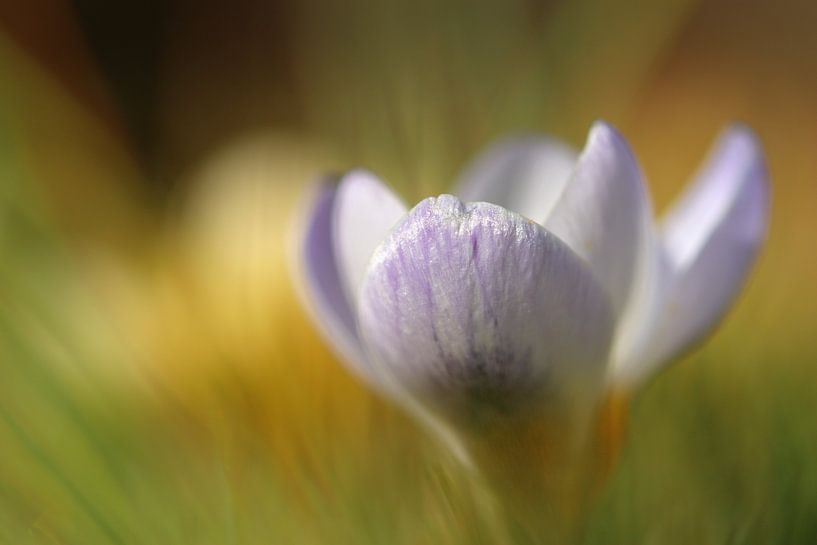 Purple Crocus by Martijn van Doorn